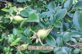 金樱子泡酒，固若金汤酒，你知道什么时候采摘的金樱子最好吗？图片