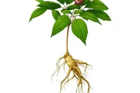 《本草纲目》中关于：人参的传说故事图片