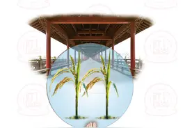 学书法易错繁简体用法：“歷史”还是“曆史”图片