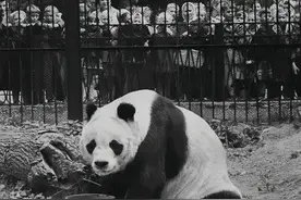 新中国成立后的“熊猫外交”大熊猫“平平”的故事图片