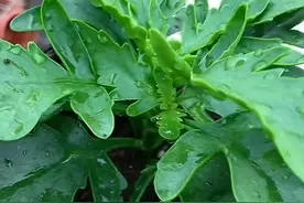 长寿花小苗，不发新芽侧枝，生长缓慢，不妨试试这几个方法图片