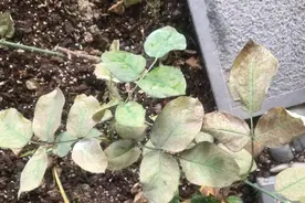 月季叶子结网、一碰就掉？这是红蜘蛛，一招彻底根除图片