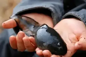 活见久，这么大的青蛙你肯定没见过图片