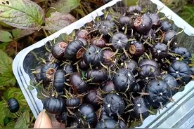 农村山上6种野果你吃过几种？秋天来了快成熟可以吃了，别错过图片