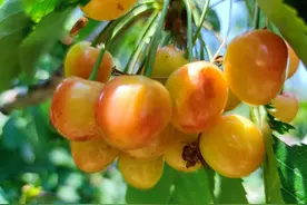 大连最好吃的5种大樱桃，美早排最后，水晶排第二，你吃过几种？图片