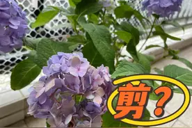 惊！都八月份了，你的绣球还没修剪？快动手，当心明年绣球不开花图片