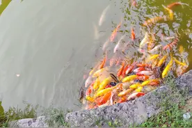 每天学点说话技巧，让你轻松提高100倍。图片