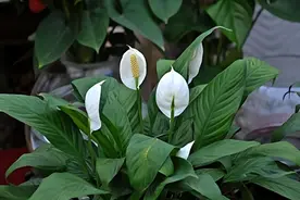 无论用什么水浇花，时间长了都会土壤板结，要从4点学会“改良”图片