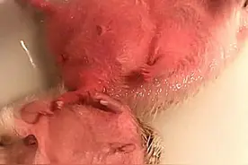 主人给刺猬泡热水澡，拿快递忘记了，差点要了小命，几成熟了？图片