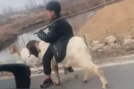山东一男孩骑羊放羊，潇洒自在让人羡慕，评论区满满的回忆图片
