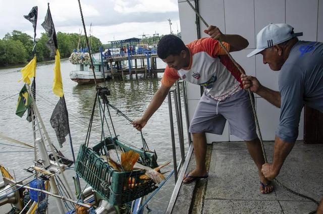 阴阳花胶香港多少钱一斤 花胶 阴阳胶