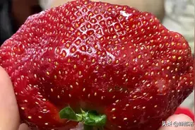 世界最重草莓诞生，一颗重289克，形成原因揭晓，新商机？先了解图片