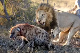 斑鬣狗：练就掏肛绝技的非洲二哥，雌性斑鬣狗也长着雄性的那话儿图片