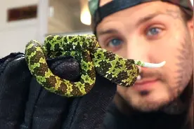 我国毒蛇小青龙，总是遭到国外“惦记”？凭啥一条价值100万？图片