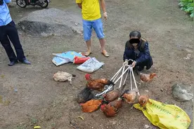 罕见！偷了100多只鸡，竟没有1只叫！重庆偷鸡贼真就这么厉害？图片