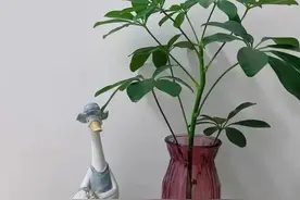 这些花插水里养，不黄叶不烂根，简单好养，清新漂亮图片