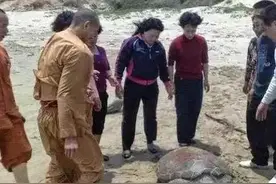 知恩图报的海龟图片