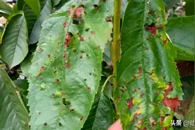 前天晚上下的雨，今天中午叶子就干枯了，这是怎么回事？图片