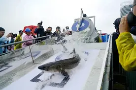 30米内全都是鱼！长江禁渔1年效果显著，1000斤的大鱼会出现吗？图片