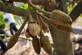 6月，你将吃上三亚榴莲！图片