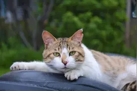 喵！电子科大喵星人出没！图片