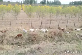 羊群在高速公路边沟悠闲吃草 交警及时提醒村民消除交通安全隐患图片