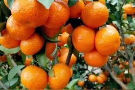 容易引起小孩子发烧的小零食，你中了哪些招？图片