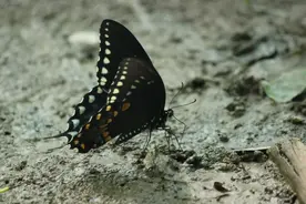 看到黑色的蝴蝶是什么预兆？图片