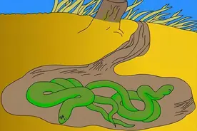 蛇最怕什么？怎样才能有效防蛇？雄黄根本没用图片