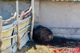 民警被棕熊狂追！全网关心的后续来了图片