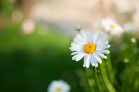 女人真正放不下的，往往不是初恋，而是这样对她的男人图片