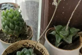 多肉长出“小辫子”，剪，还是不剪？别做错了图片