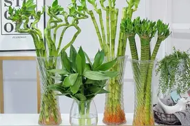 富贵竹叶片发黄？水里扔几颗“它”，改善水质，叶子慢慢绿回来图片