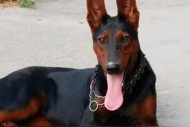 养狗，就养“莱州红犬”，养了才知道有多香！图片