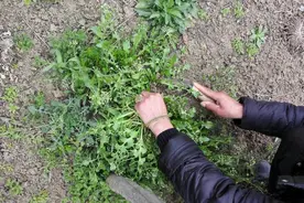 春天挖荠菜，多去这5个地方挖，能满载而归，回家包饺子太香了图片