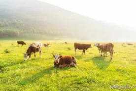关注百姓“菜篮子” 畜牧法修订草案拟多措并举推进重要农产品稳产保供图片