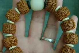 我的小金刚菩提的变化图片