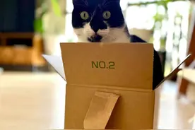 小猫咪配合主人玩游戏，瞧这认真的样子应该是稳赢了吧图片