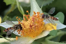 蜜蜂真是背着“背篓”采集花粉的，采粉方法被曝光，太可爱了图片