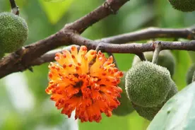 农民讨厌的一种害树，人称构树，殊不知它有7大妙用，懂它就是宝图片