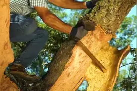 原来15年才能做出一个红酒塞，这个流程和方法真的是惊掉了下巴图片