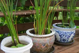 用汉代“古砖”养菖蒲，才是养花的“土豪巅峰”，网友：我用水桶图片