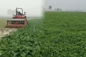 河南2万亩蔬菜滞销，蔬菜未收被犁，“蔬菜之乡”为何变成这样？图片