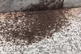 物种研究新突破！我国科学人员研究出全球蚂蚁数量，大约2亿亿只图片