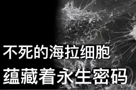 海拉细胞：人死了，细胞还活着，至今还一直分裂中图片