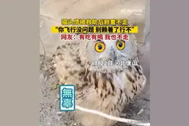 猫头鹰被救助后赖着不走 小鹰：流浪了这么多年！终于找到了家的感觉！图片