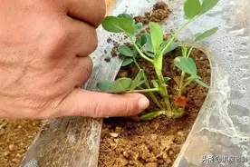 地膜种植花生要去膜吗？听听种植户的说法图片