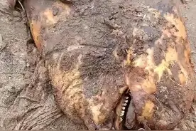 长江宜昌段江豚死亡，嘴巴上发现多枚鱼钩，这次钓鱼人“不背锅”图片