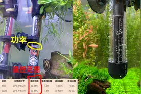 加热棒瓦数怎么选？加热棒放在鱼缸什么位置？（1）图片
