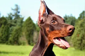 养杜宾犬的几大“好处”，难怪越来越多人养图片